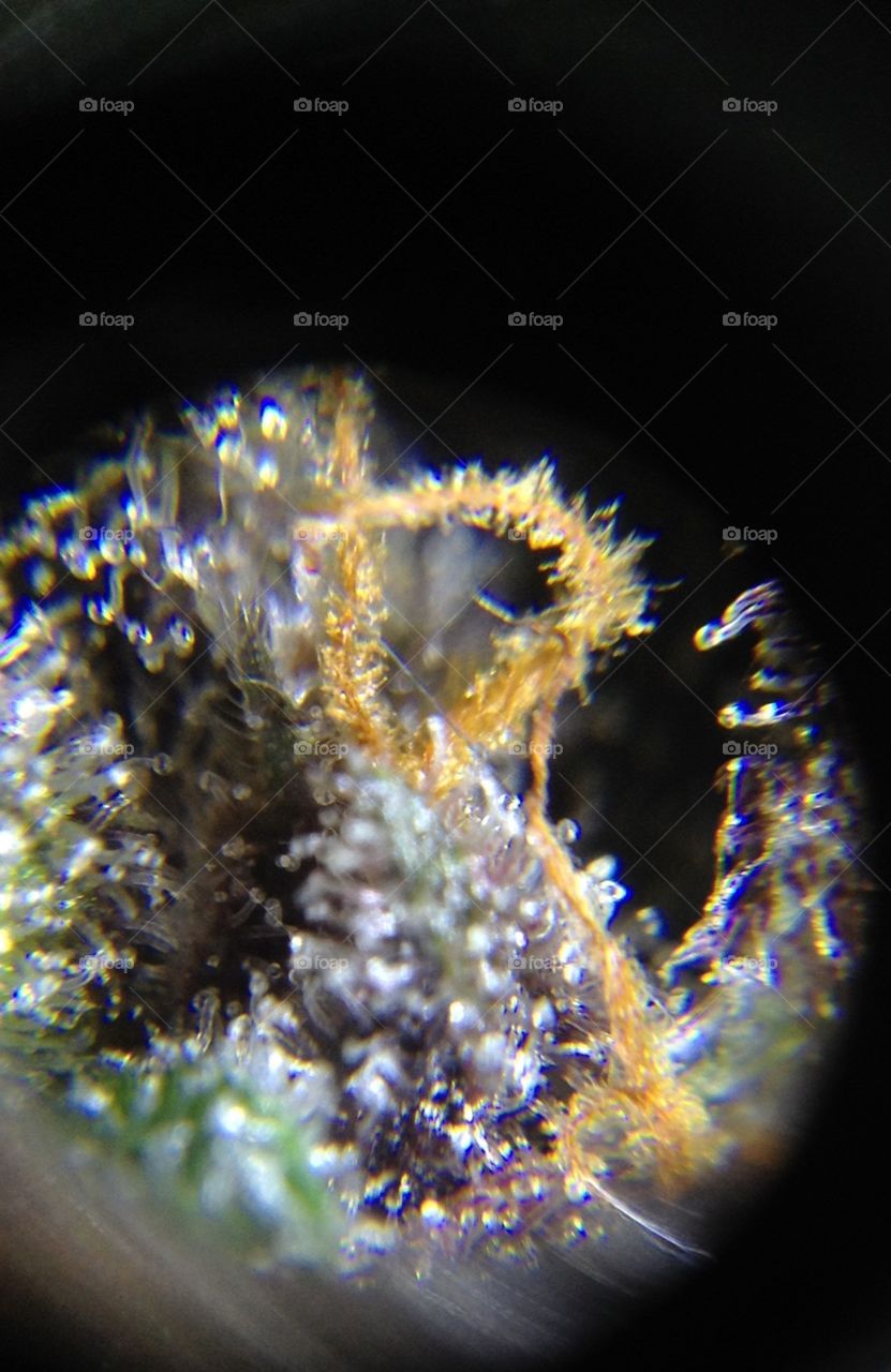 Macro of Purple Pine Berry. Up close and personal look at trichomes on marijuana flowers
