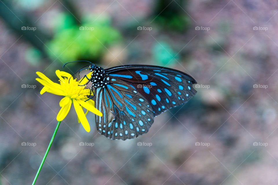 Colorful butterfly 