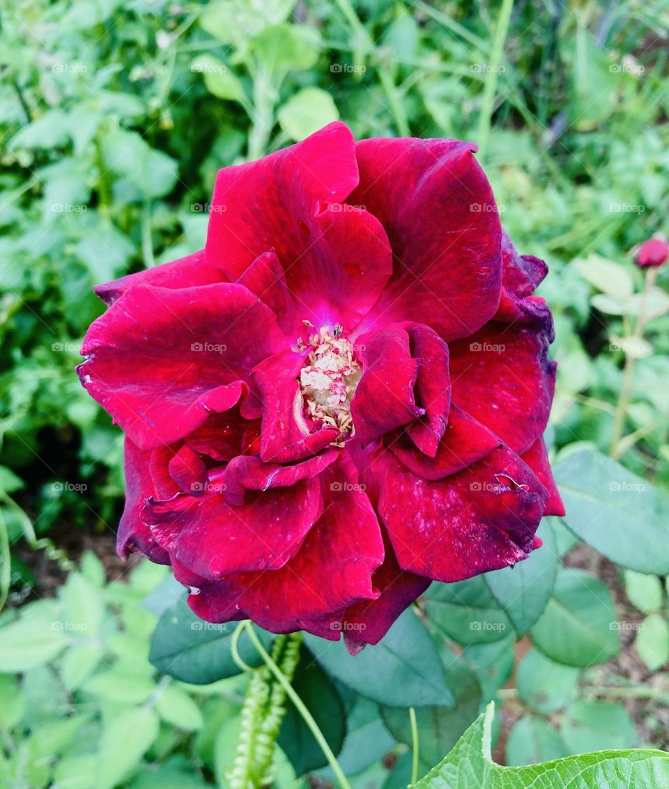 🌹 🇺🇸 Very beautiful flowers to brighten our day.  Live nature and its beauty. Did you like the delicate petals? / 🇧🇷 Flores muito bonitas para alegrar nosso dia. Viva a natureza e sua beleza. Gostaram das pétalas delicadas? 