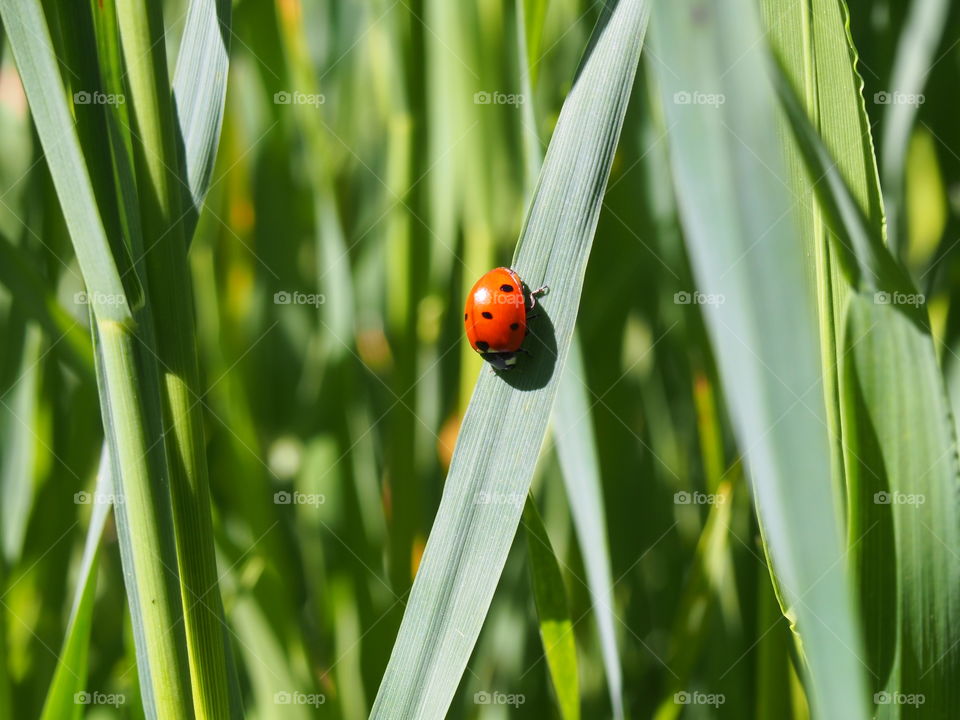 Ladybird on grass