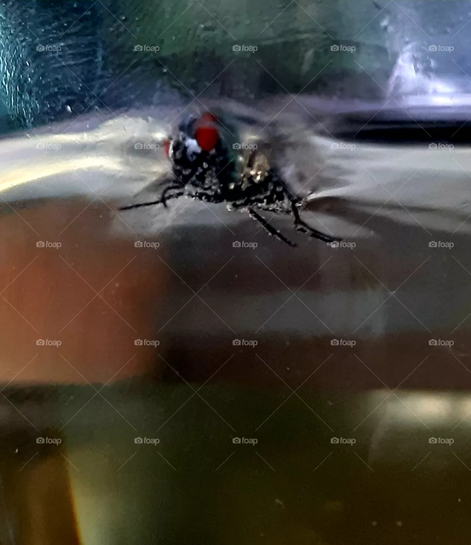 Drowning fly