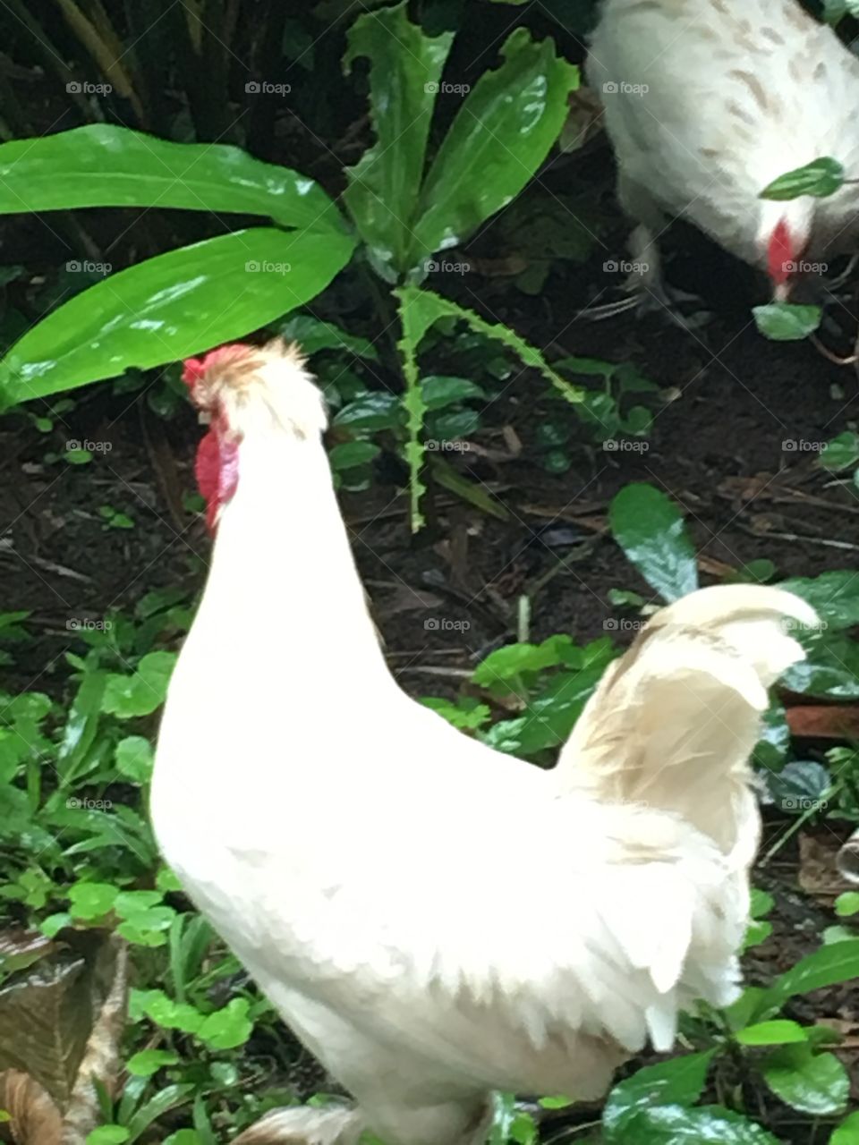 Wild in the rainforest 