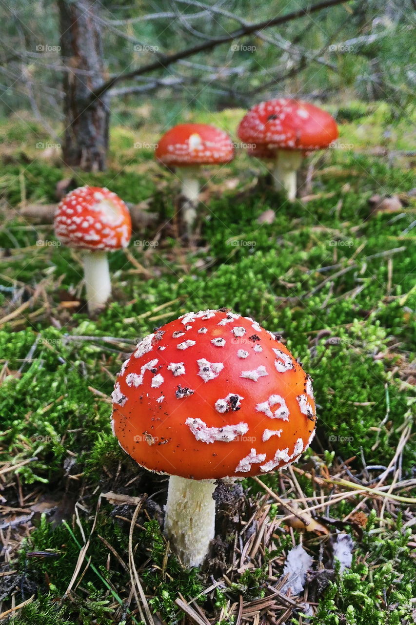 amanita