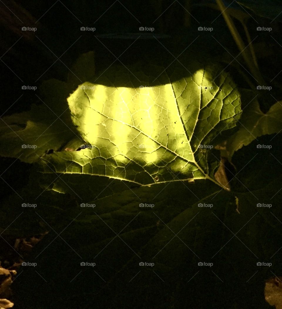 NIGHT SOLAR LIGHT SURROUNDED BY SQUASH LEAVES