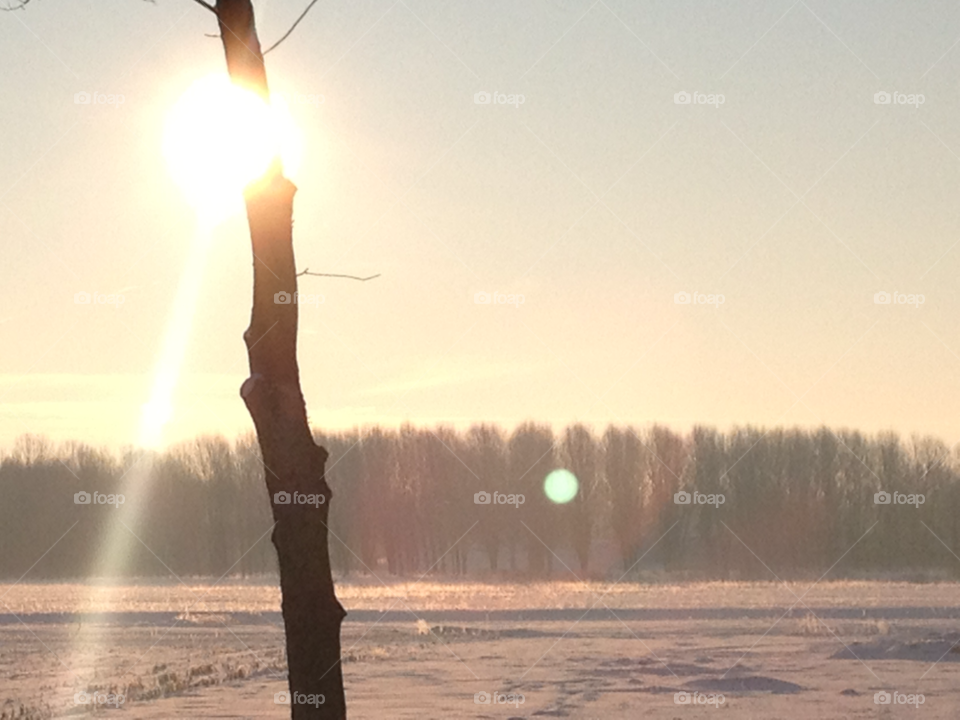 snow winter morning tree by Nietje70
