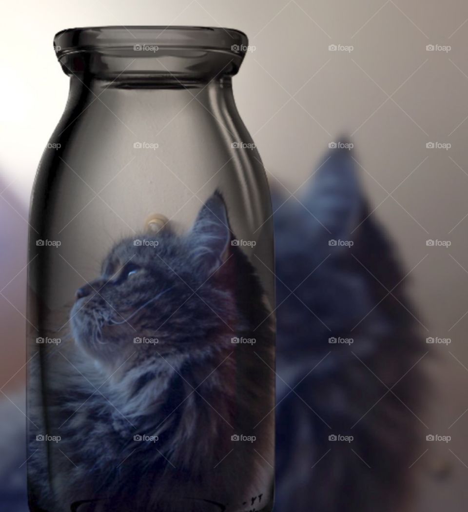 Cat bottled up