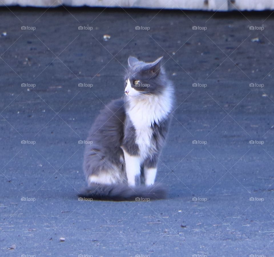 Beautiful cat come to visit.