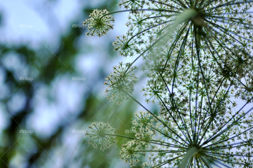 Umbels, inflorescences