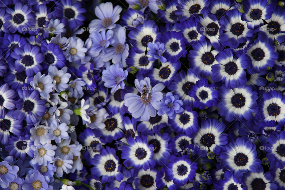 flower blue petals bunch by kshapley