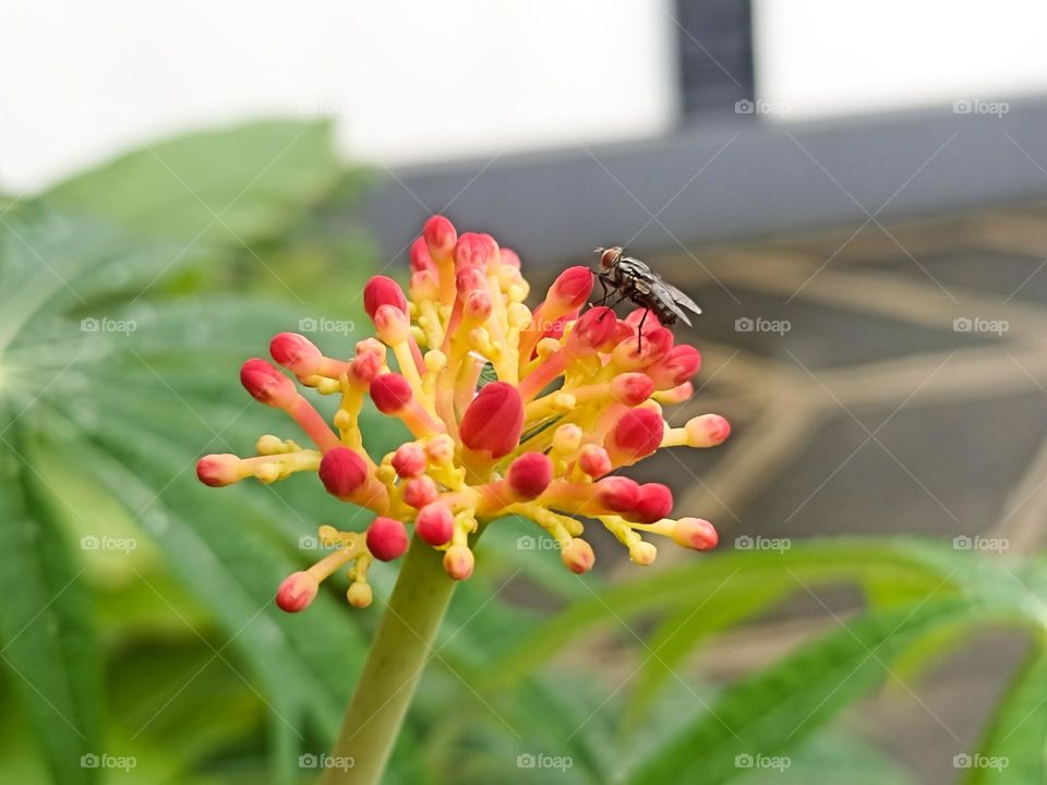 Close-up of a fly landing on a yellow and red flower in a garden