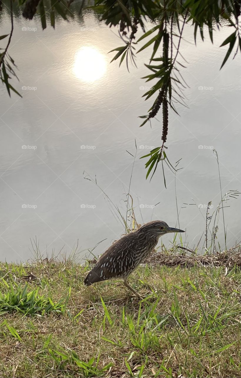 Summer also serves to relax. By the lake, this exotic socó decided to bathe in the reflection of the sun so hot! / O verão também serve para relaxar. À beira do lago, esse exótico socó resolveu se banhar com reflexo do sol tão quente!