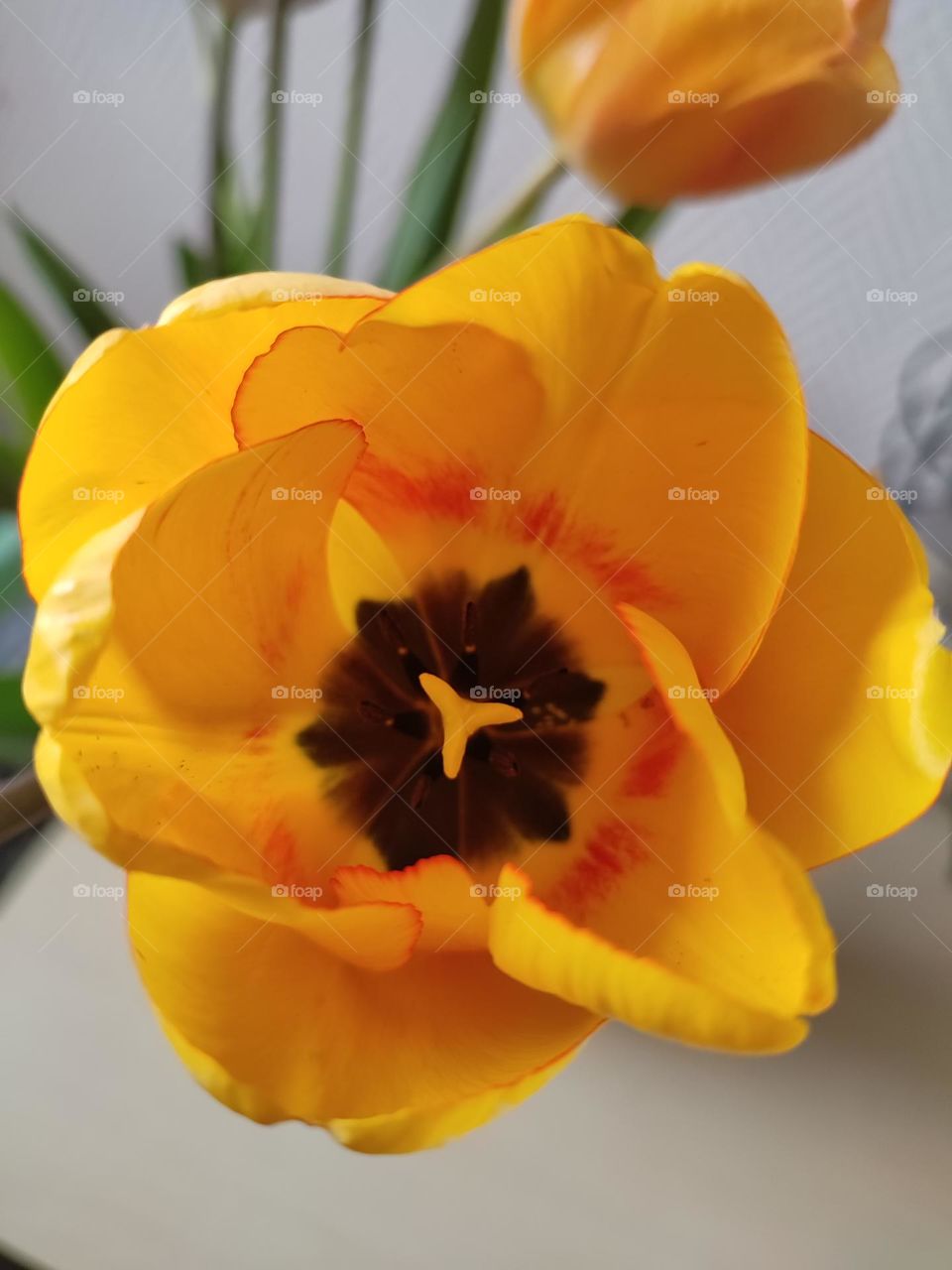 yellow tulip
