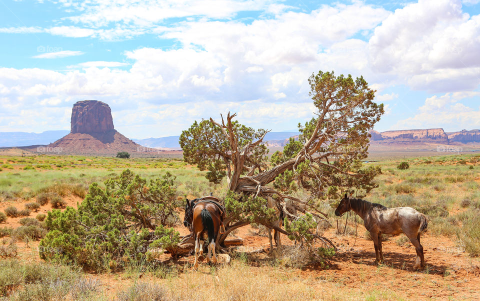 Horses in monument valley 
