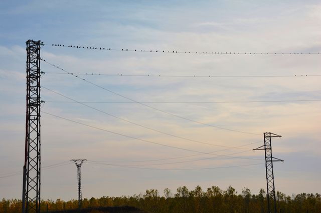 birds on the wires during the sunset