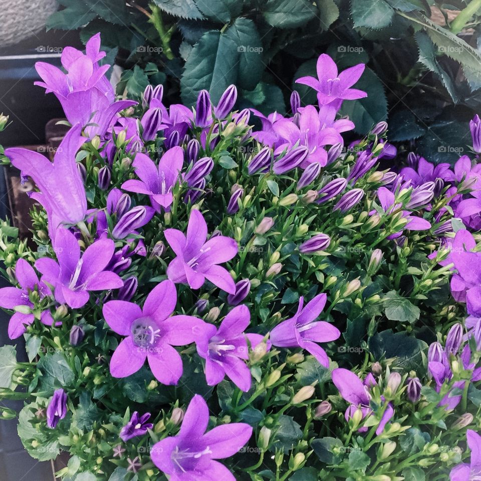 Flowers Le Jardin Celestin Lyon 8