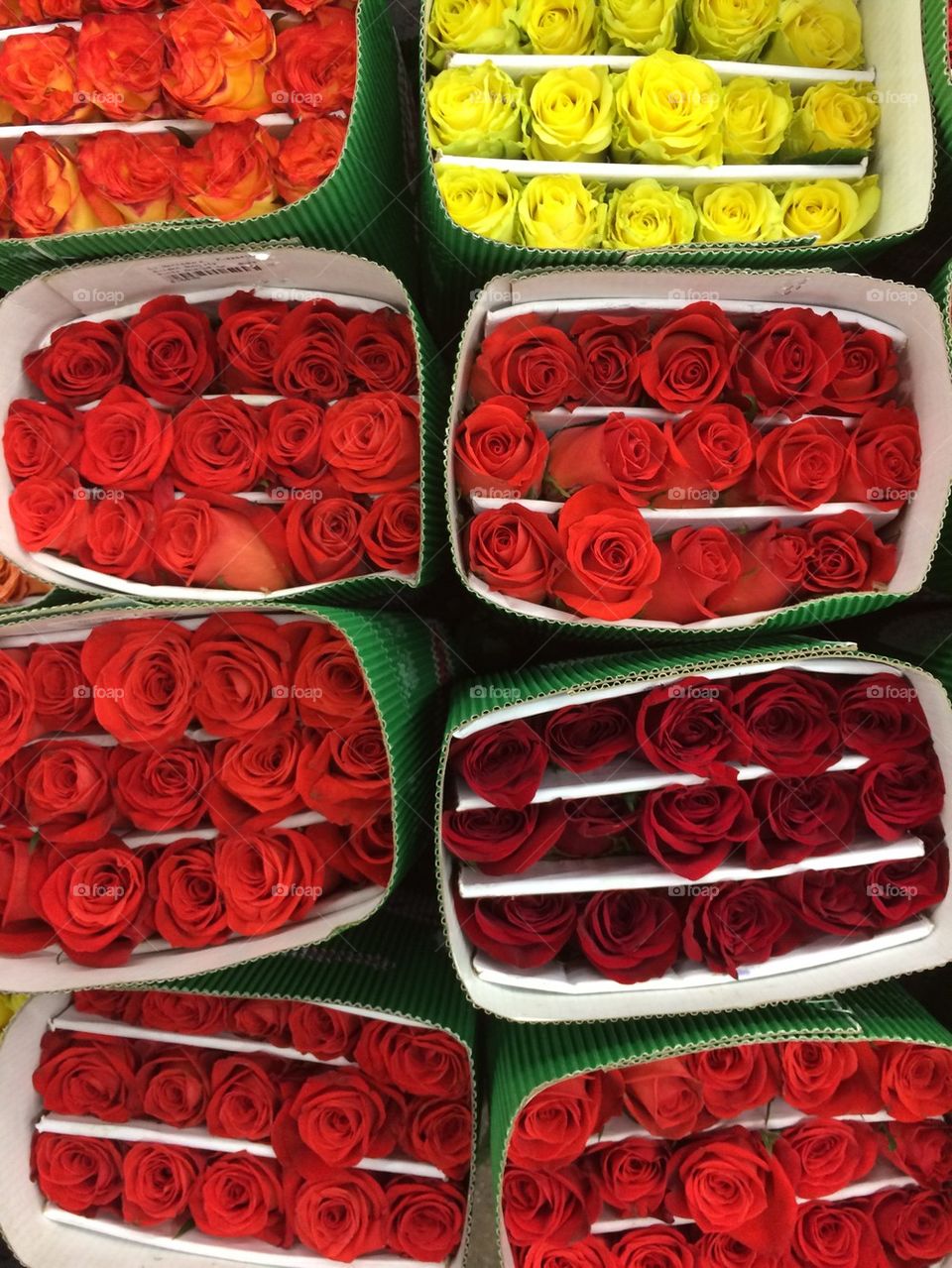Rows of roses