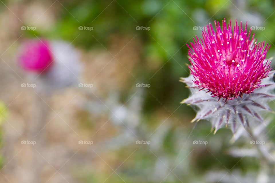 Monterrey Flower