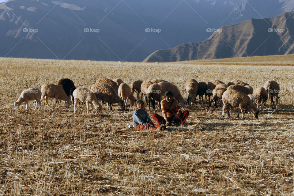 children peru sheep andes by jpt4u