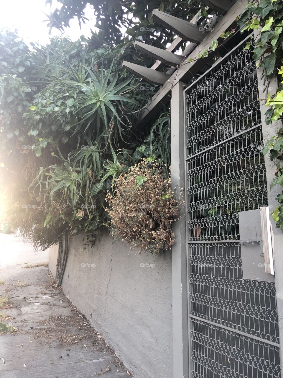 Sunspot against an outgrowth of succulents that serve as the front barrier of a front yard in Oakland California.