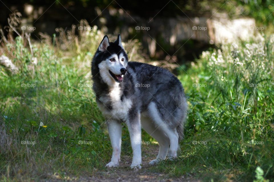 husky