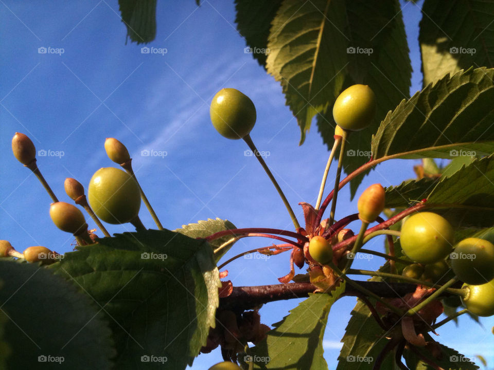 green spring cherries tree by ev77