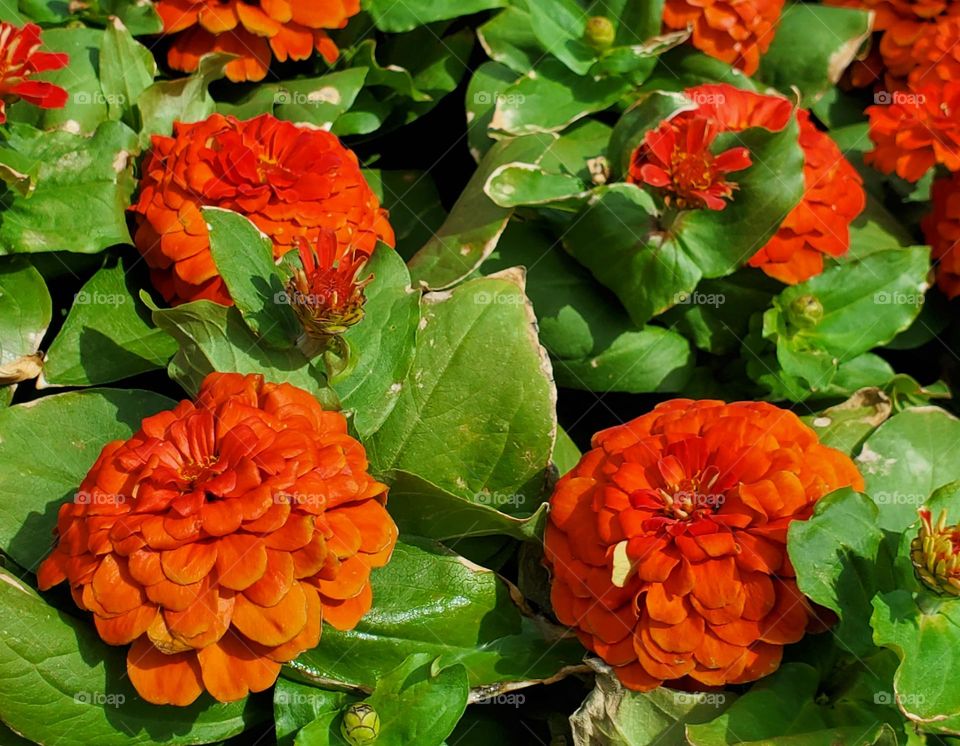 Orange Flowers in the Garden