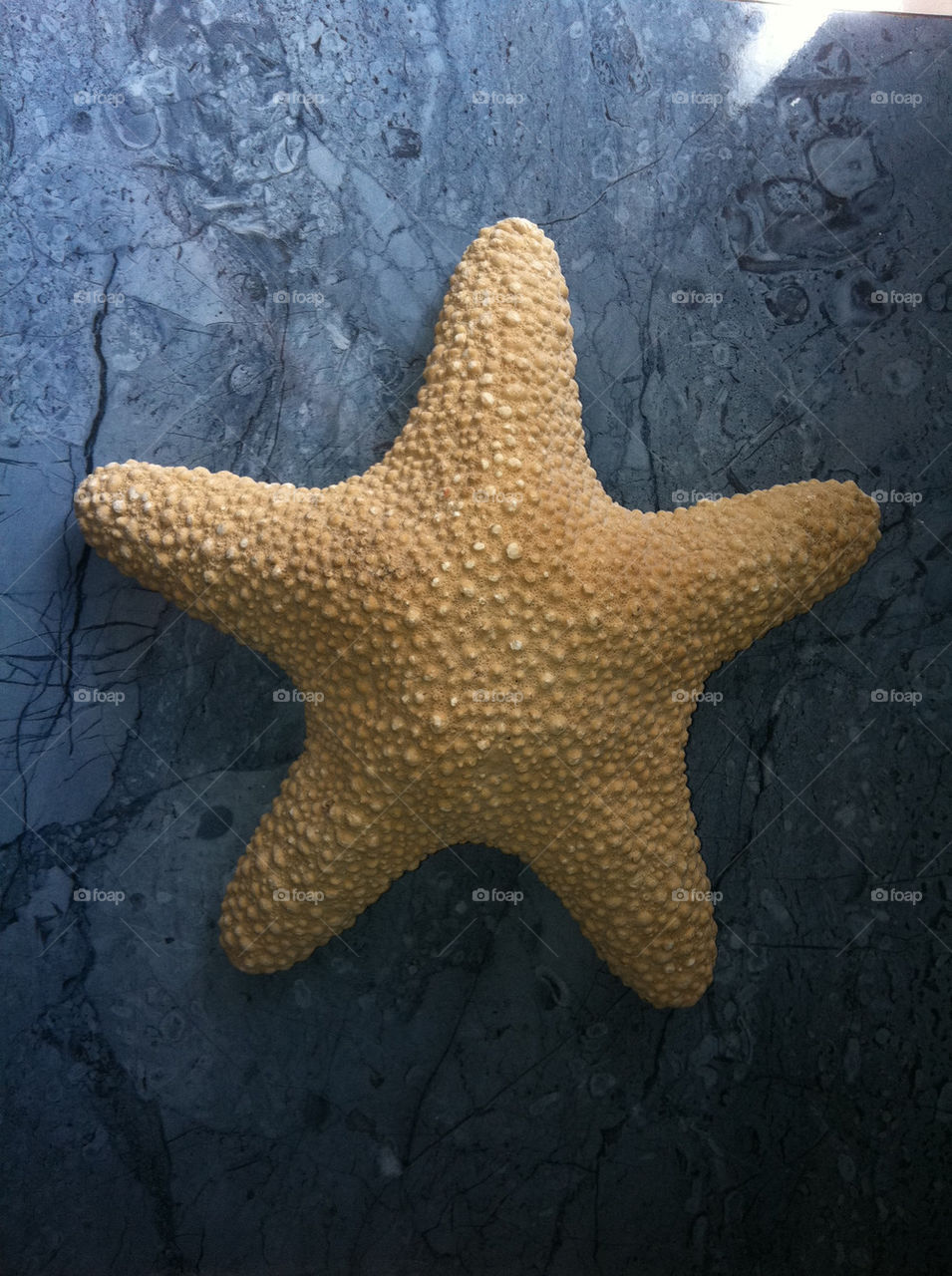 united kingdom animal star sea by jeanello