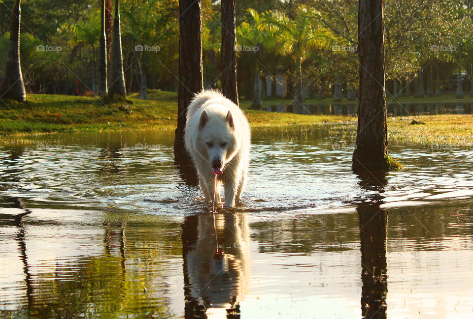 Husky in pond