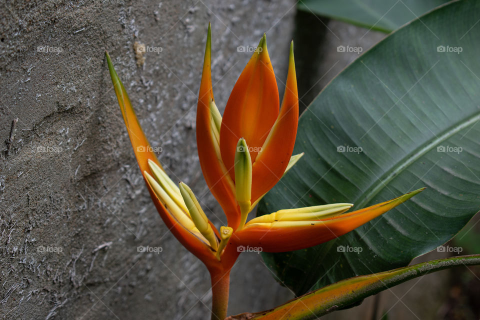 Strelitzia/Strelitzia.