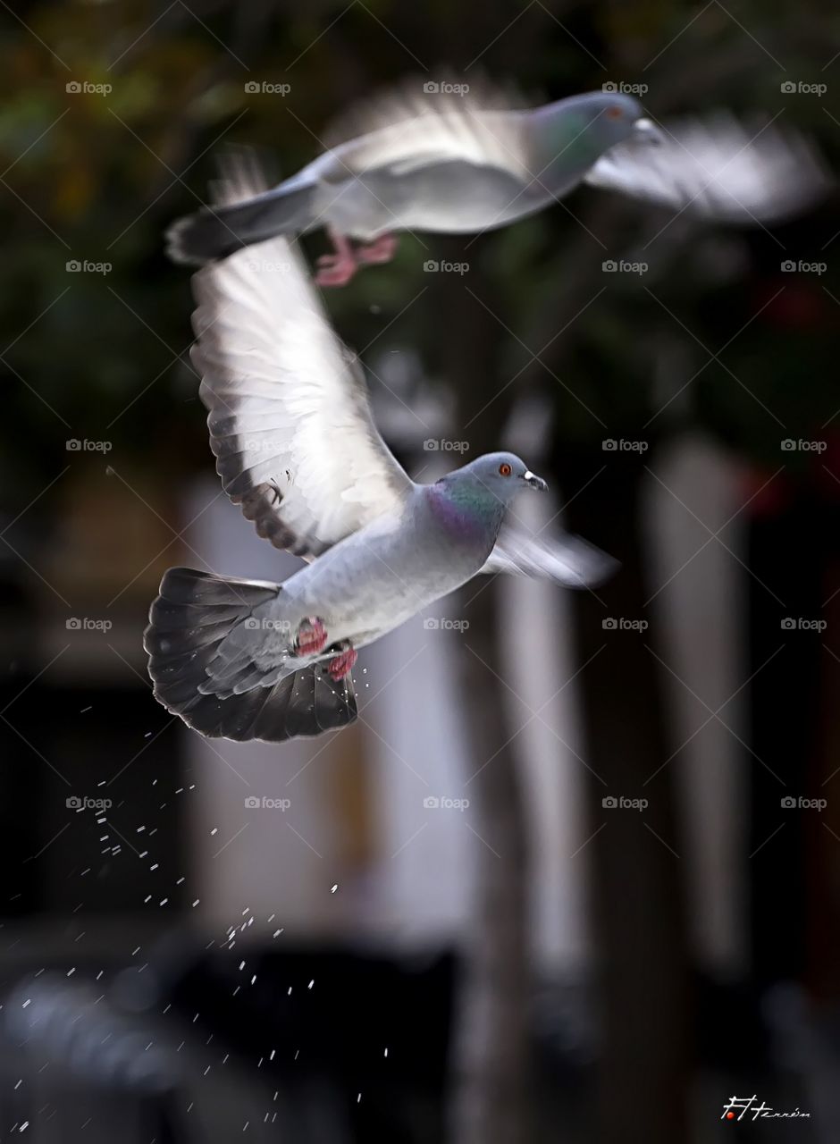 Palomas pigeons aves Zaragoza 
