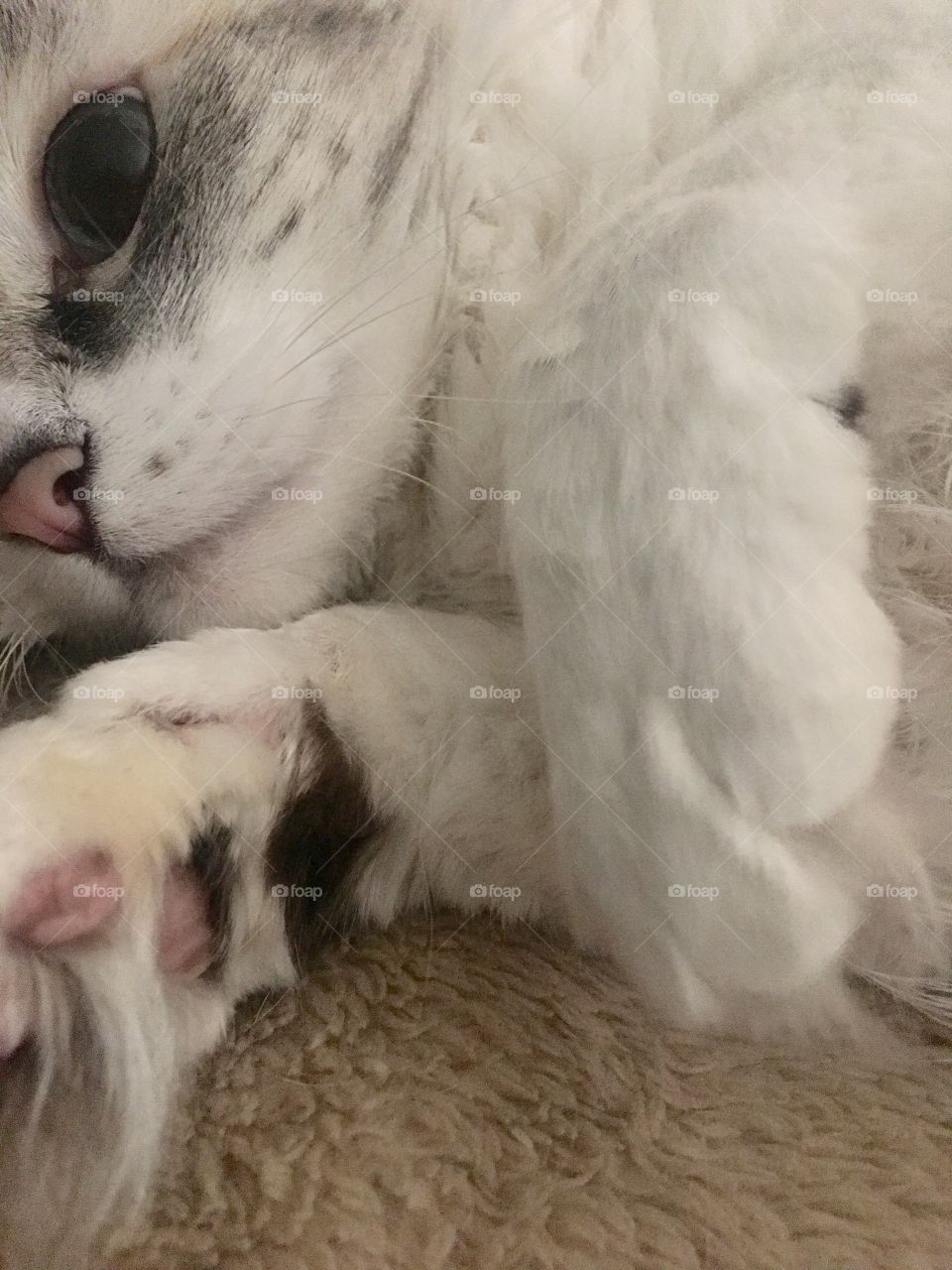 Ragdoll Cat - Ms. Dolly