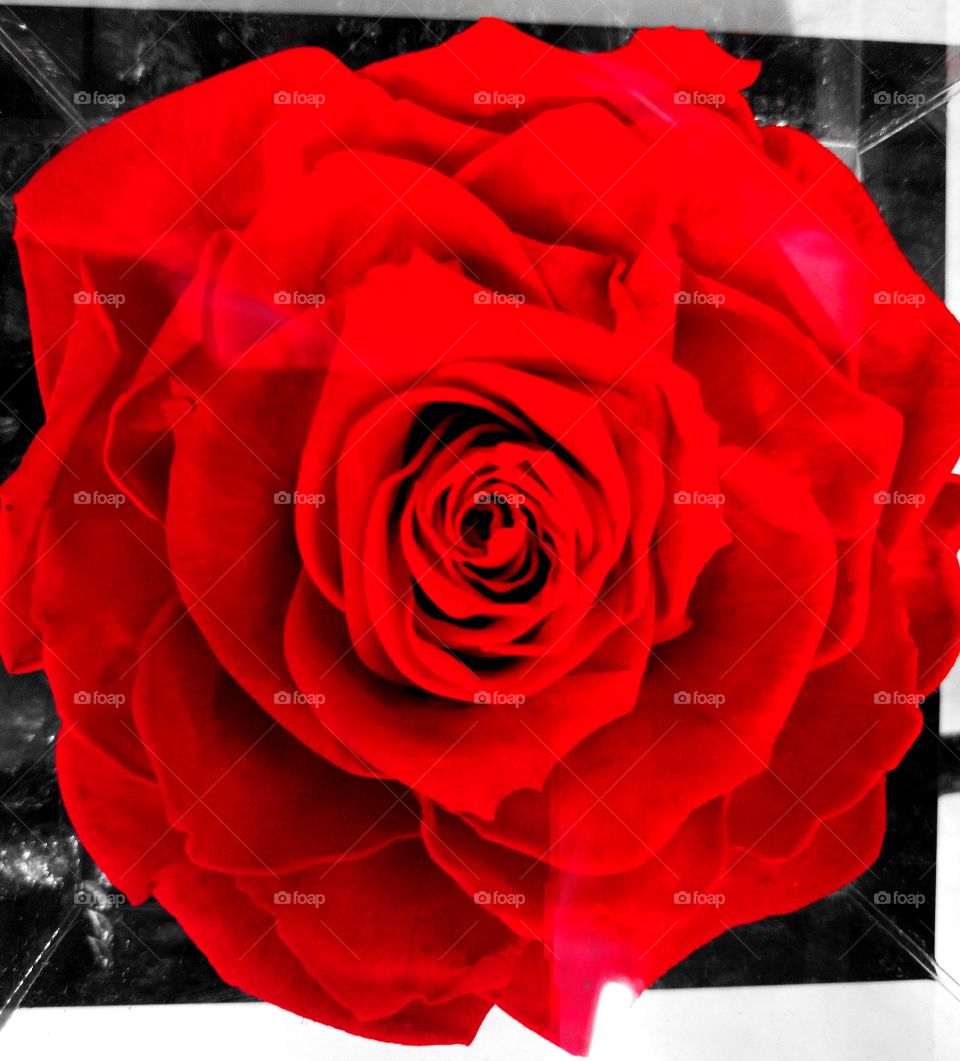 Rose