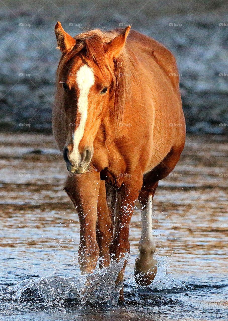 Wild Horse Crossing Salt River