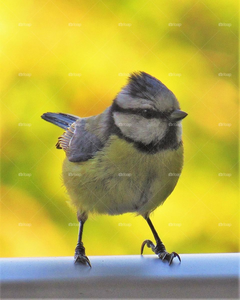 Cute blue tit