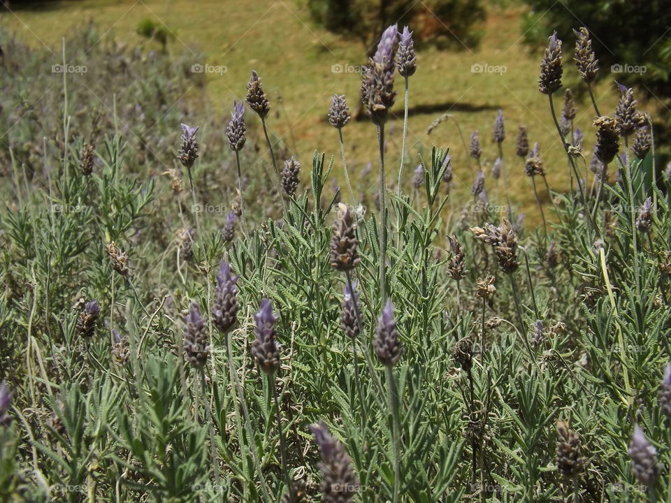 Lavender flower