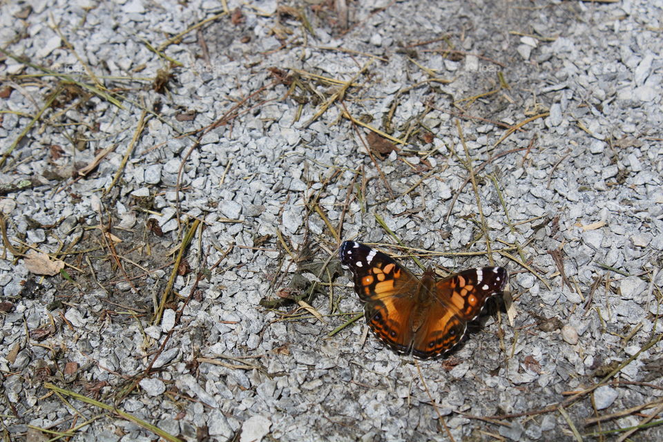 Friendly butterfly spotted along hiking trail. 