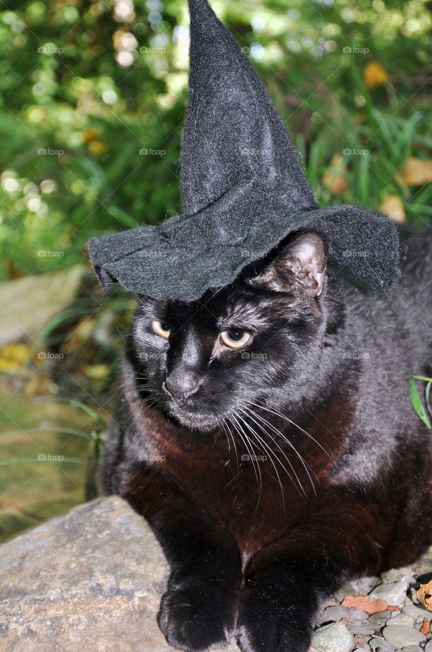 Black Domestic Short hair in Witch Hat