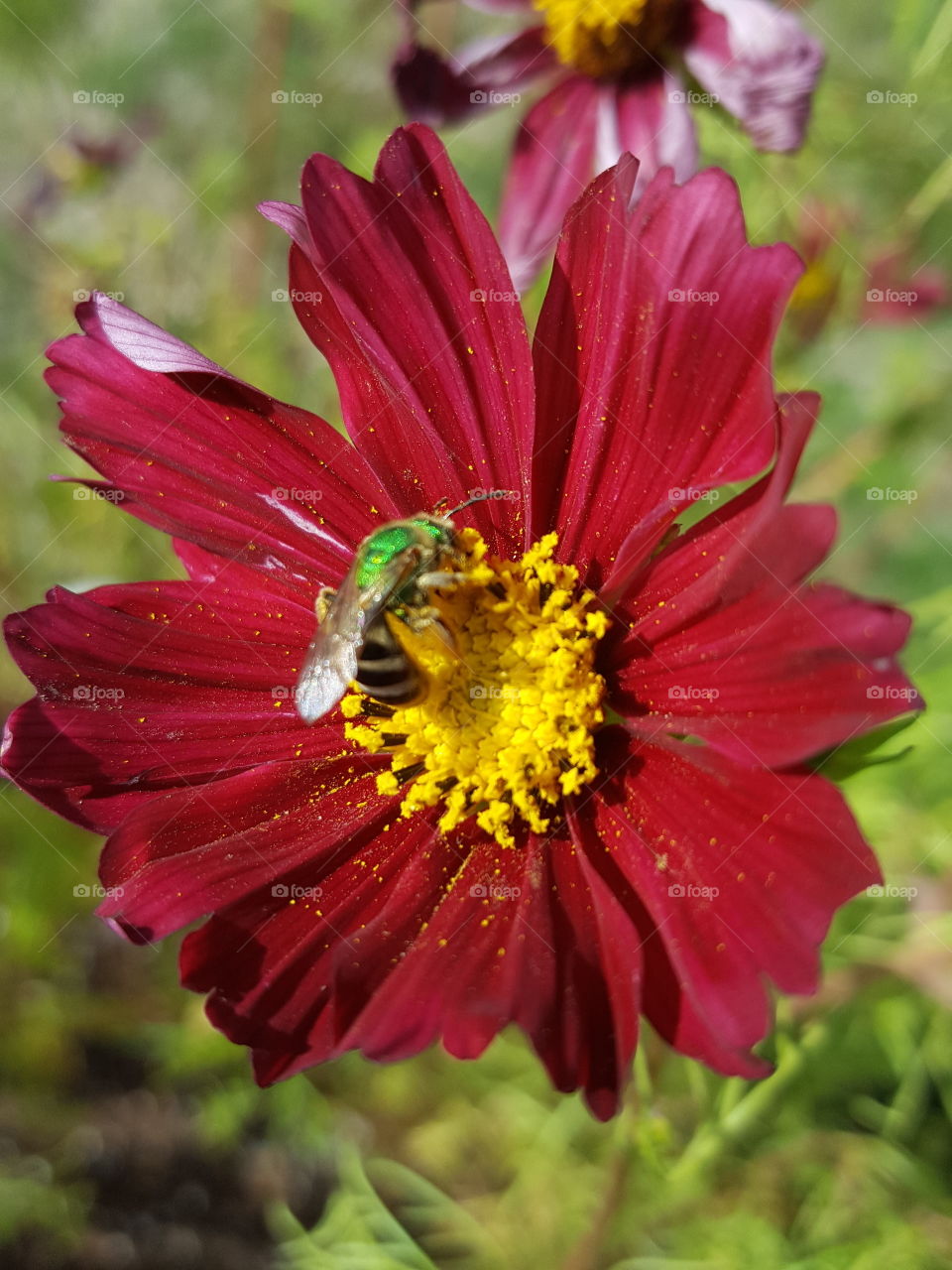 pollen