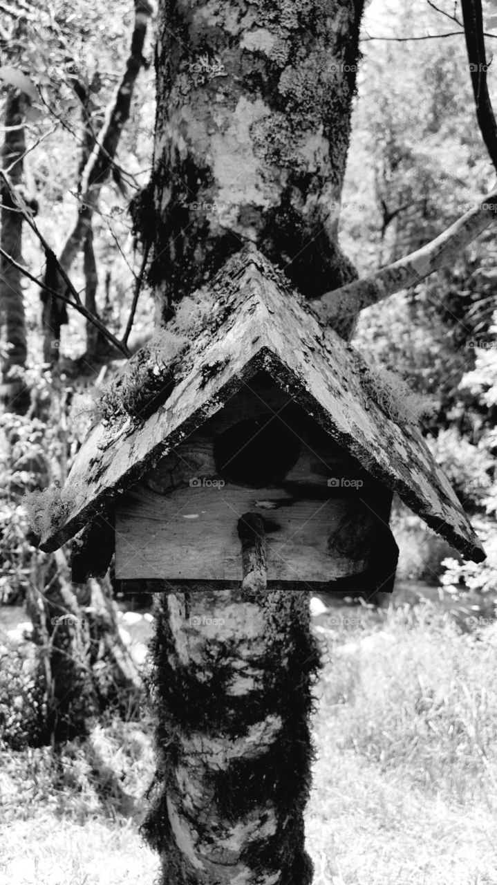 old birdhouse in forrest
