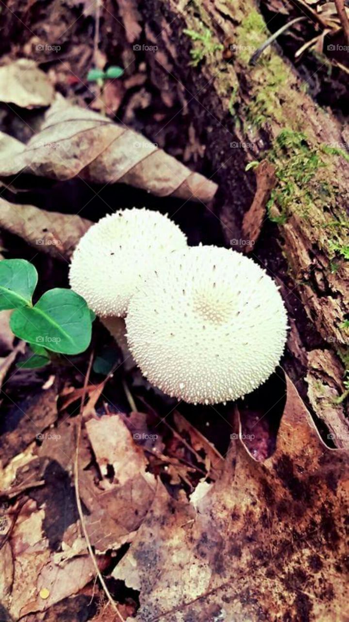 mushroom buddies