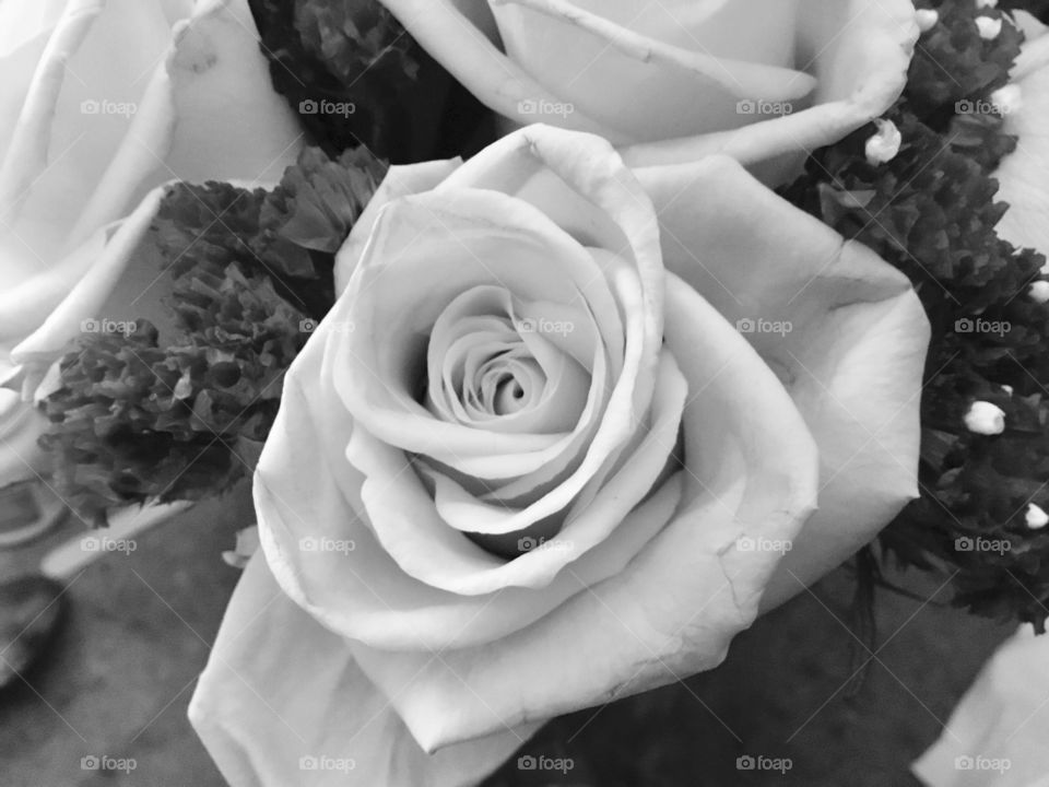 Rose in black and white