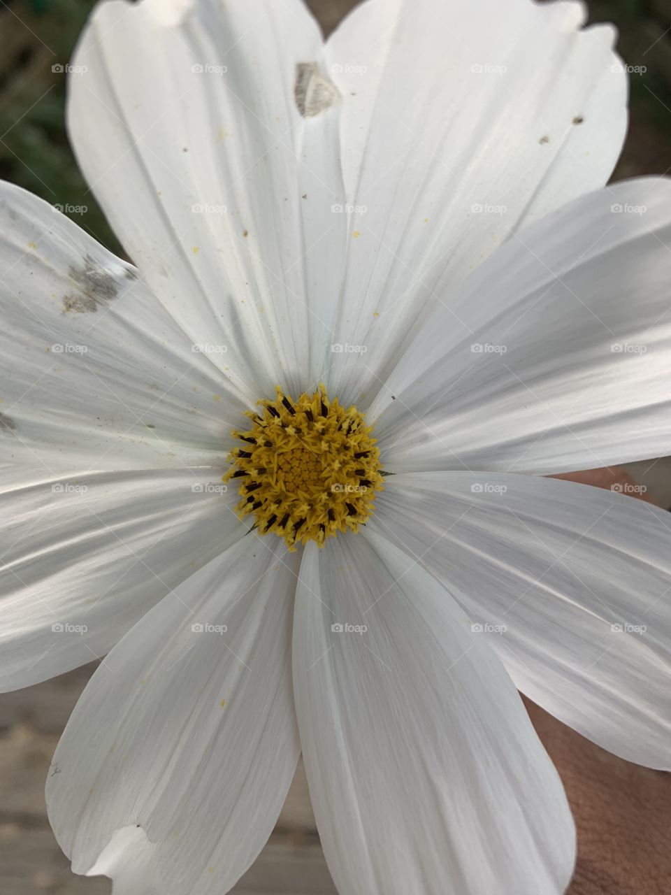 White flower