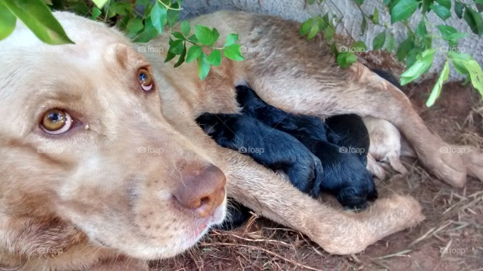 Labrador and her 13 puppies