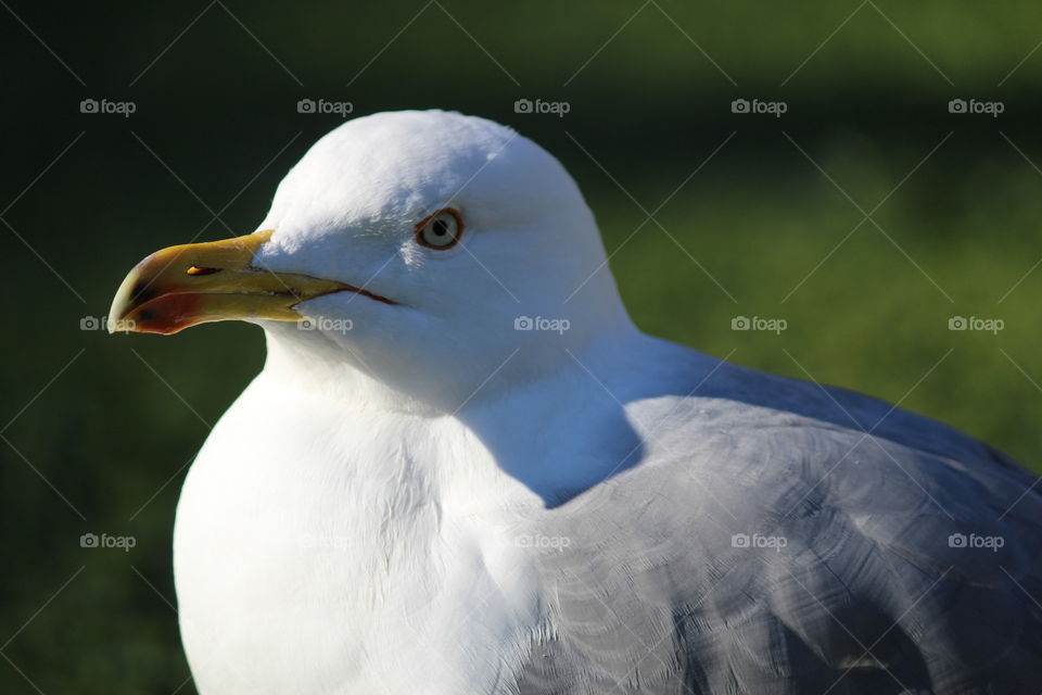 Seagull.