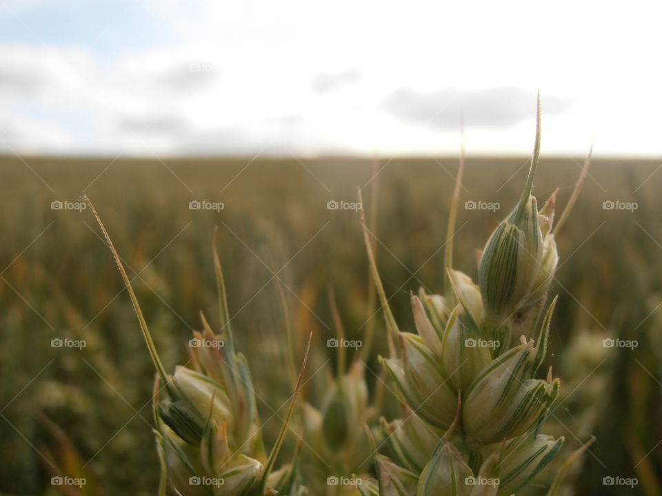 Wheat Crops Up Close