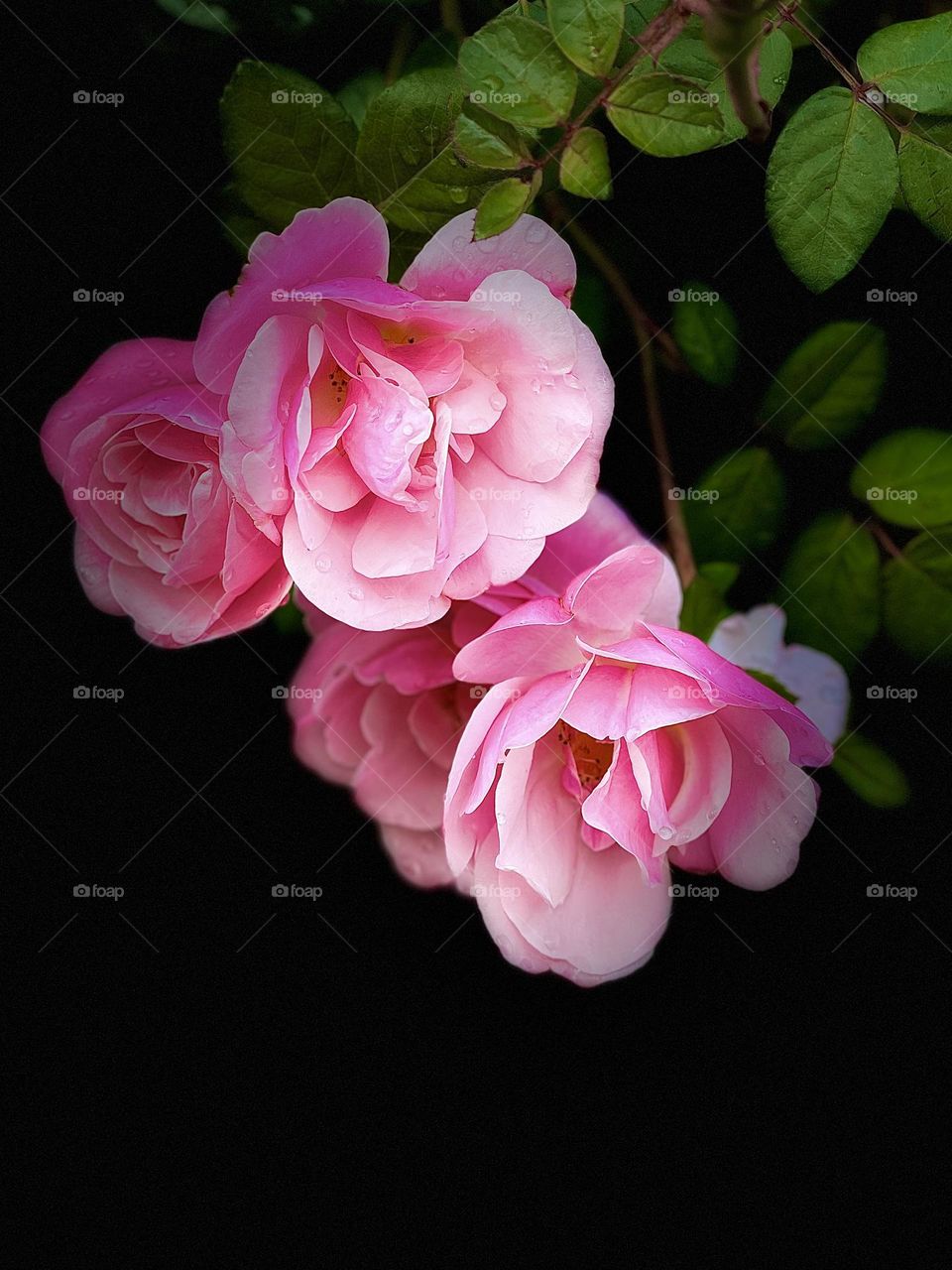 Pink roses