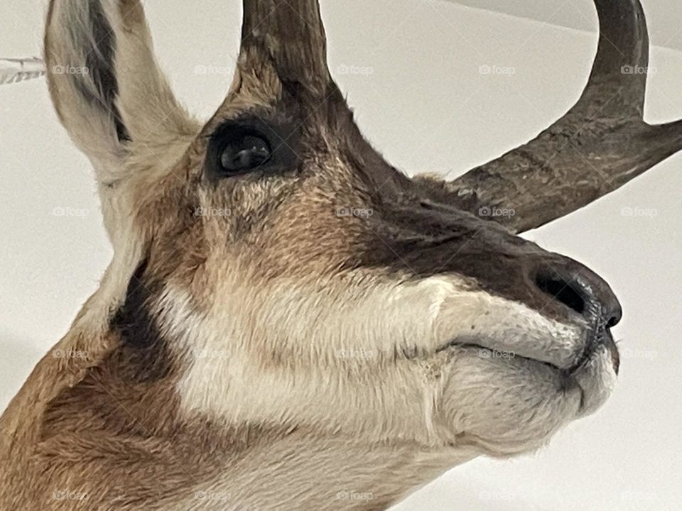 Taxidermy antelope head