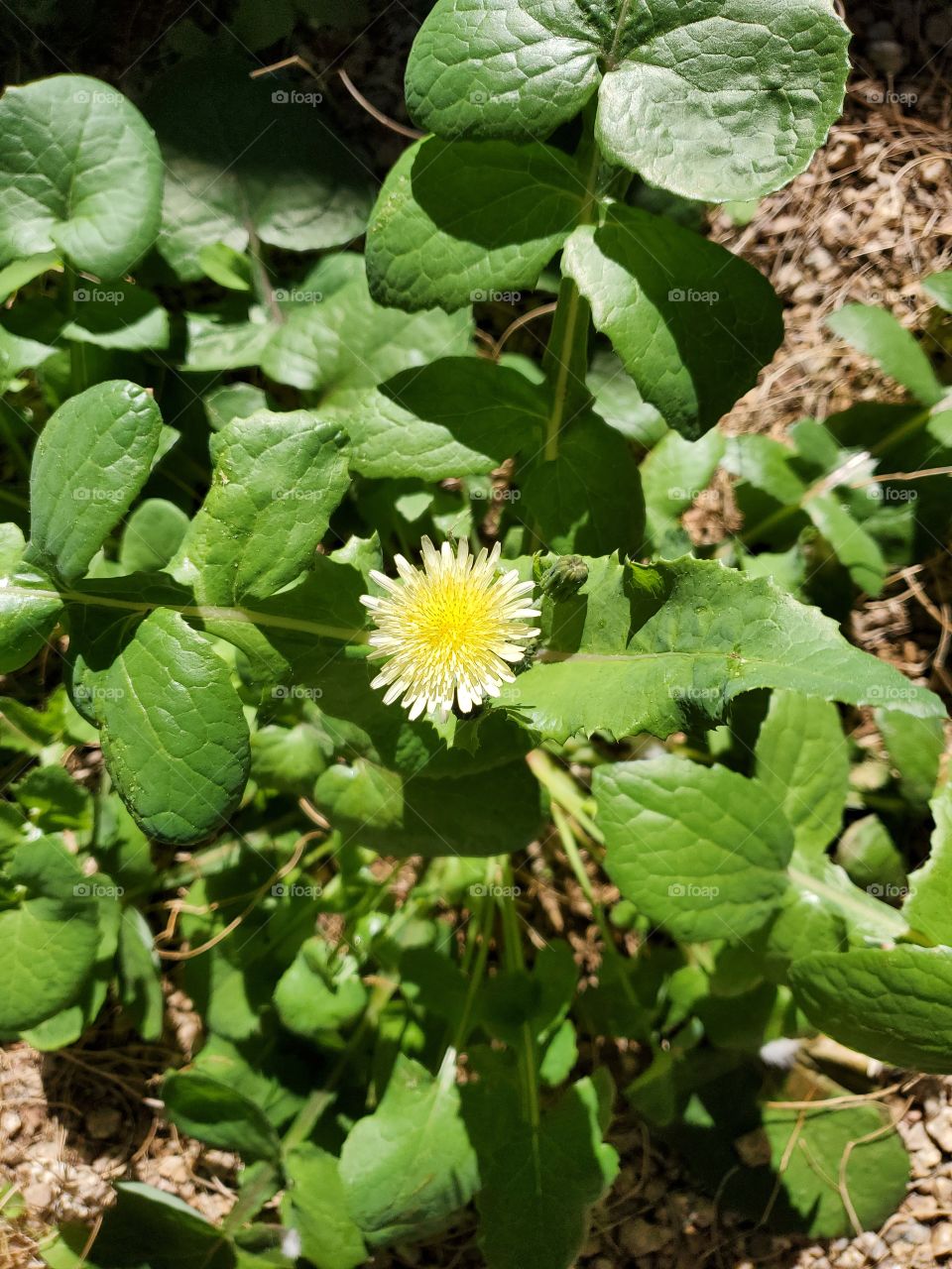 Flowering Weed in Sunlight