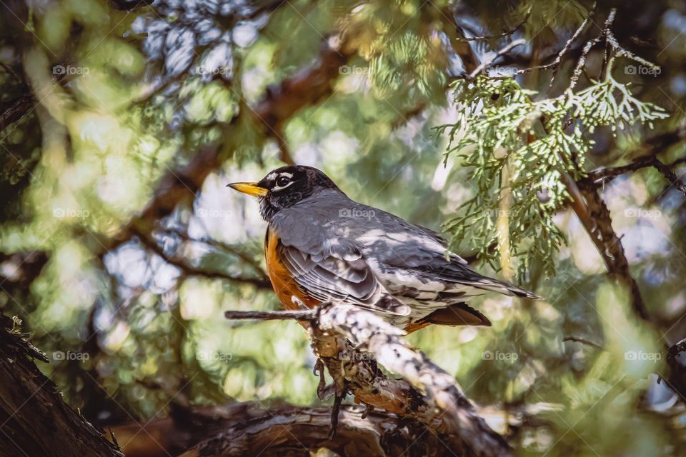 Robin outside outdoors bird in tree branch nature wild wildlife cool sunny spring color colorful vibrant saturated light shadows no people watching hanging friendly 