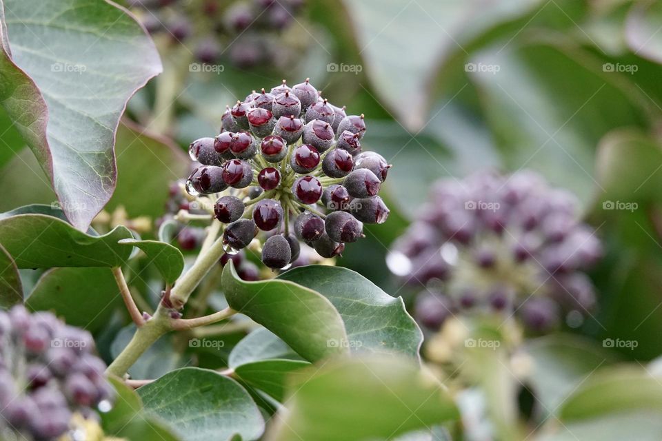 Wet purple ripe berries of common ivy. Ivy berries are somewhat poisonous to humans, but ivy extracts are part of current cough medicines. High quality photo